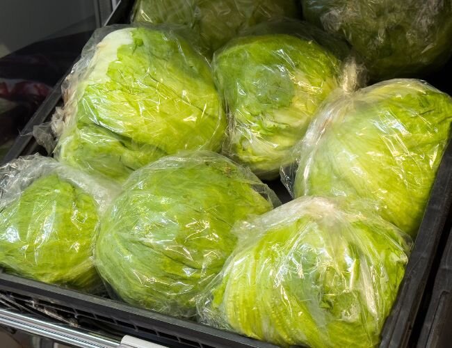 icebergsalat_nach_der_ernte | © www.adobe.stock.com