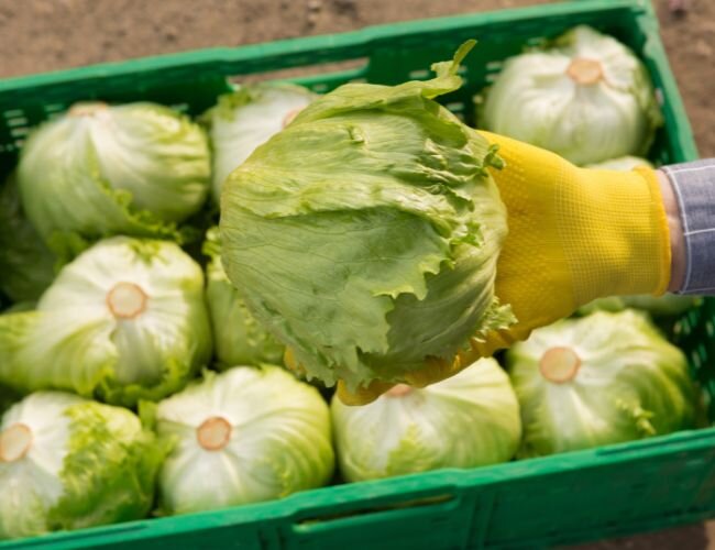 icebergsalat_erntezeitpunkt | © www.adobe.stock.com