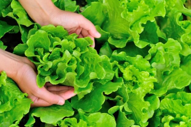 kopfsalat_vitamine | © stock.adobe.com