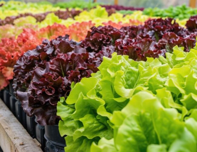 kopfsalat_aus_dem_gewächshaus | © adobe.stock.com kopfsalat_aus_dem_gewächshaus | © adobe.stock.com