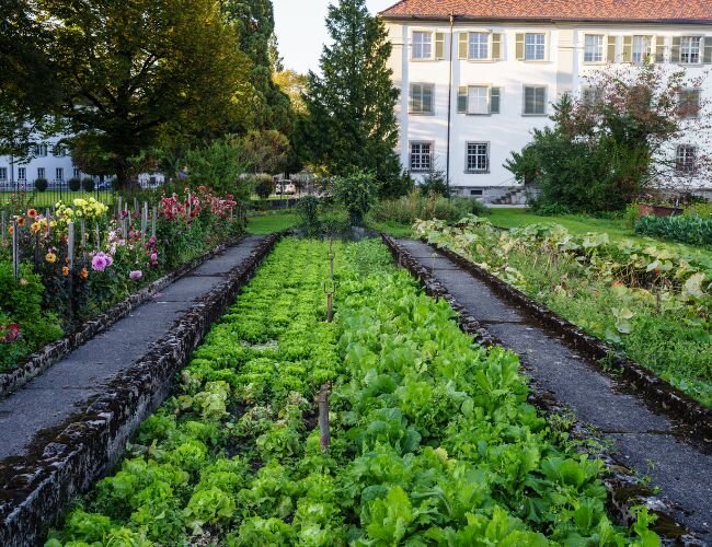 salatanbau_im_klostergarten | © adobe.stock.com salatanbau_im_klostergarten | © adobe.stock.com