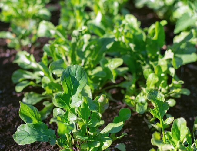 rucola_pflanze | © stock.adobe.com