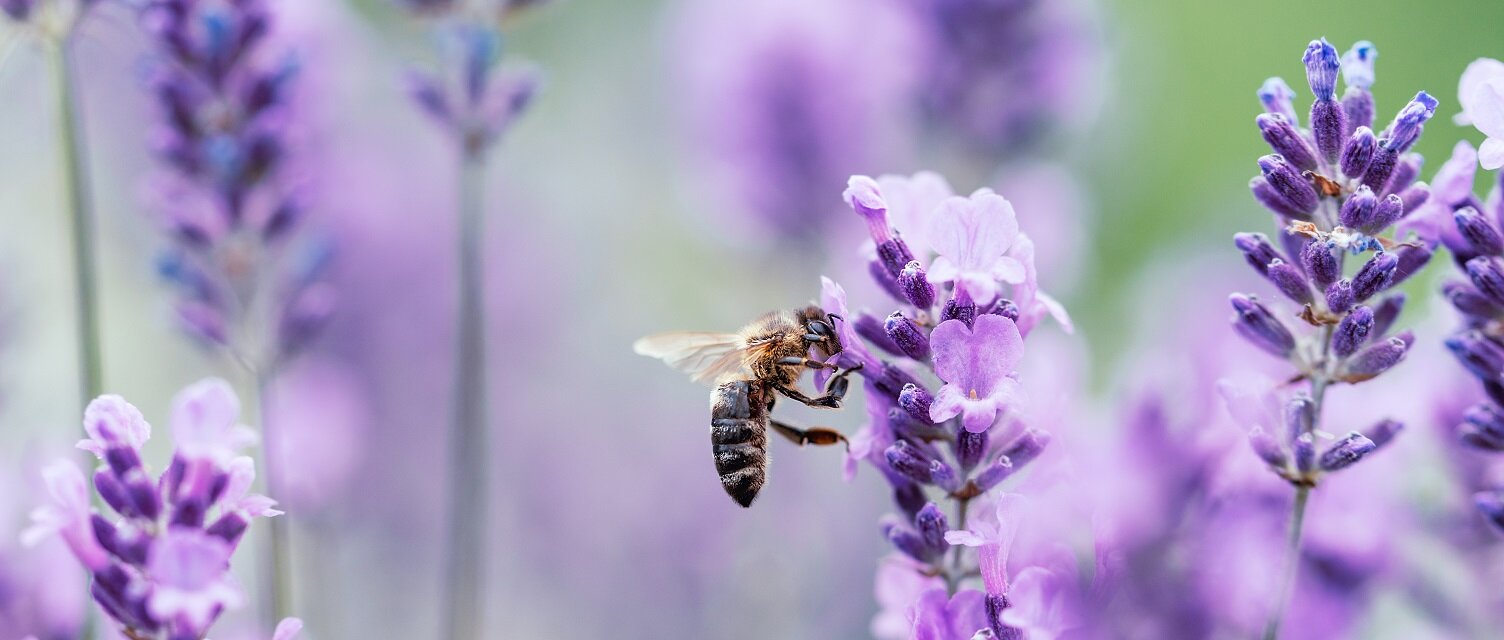 Sandarium anlegen | © stock.adobe.com Lebensraum für Wildbienen und Insekten im Garten | © stock.adobe.com