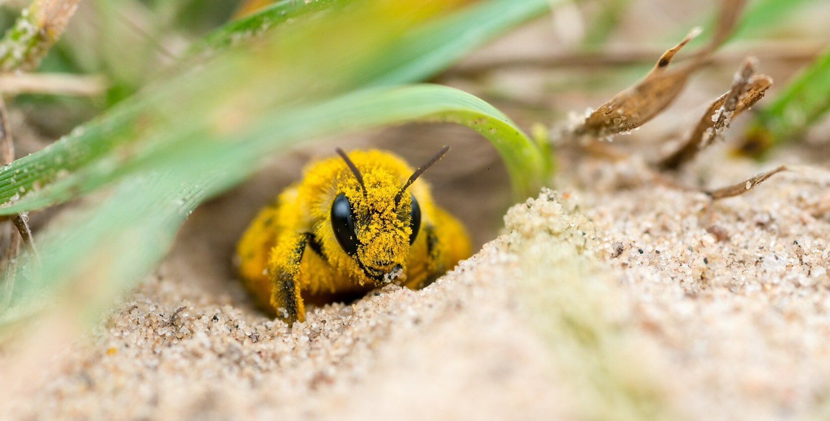 Naturschutz im eigenen Garten | © stock.adobe.com Sandflächen als Rückzugsort für Insekten schaffen | © stock.adobe.com