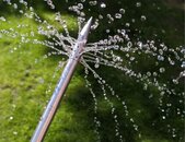 Rasenspecht Bodenlanze mit Wasser close up | © Rasenspecht