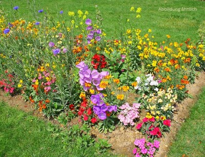 mélange_de_fleurs_annulles_pour_rocailles_einjaehrige_zwergblumen | © www.adobe.stock.de Blumensamen der Einjährigen Zwergblumen 'Mélange de Fleurs - Annuelles pour rocailles'" | © www.adobe.stock.de