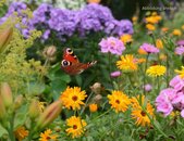 mélange_de_fleurs_pour_papillons_blumensamen_fuer_schmetterlinge | © www.adobe.stock.com mélange_de_fleurs_pour_papillons_blumensamen_fuer_schmetterlinge | © www.adobe.stock.com