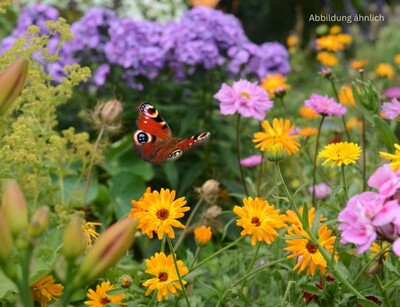 mélange_de_fleurs_pour_papillons_blumensamen_fuer_schmetterlinge | © www.adobe.stock.com Blumensamen für Schmetterlinge 'Mélange de Fleurs - Pour Papillons' | © www.adobe.stock.com