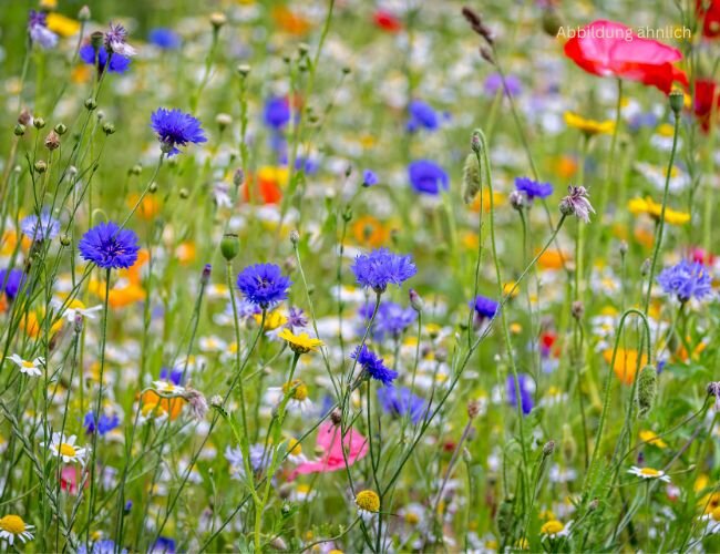 mélange_de_fleurs_tapis_médiéval_mittelalterlicher_blumenteppich | © www.adobe.stock.com mélange_de_fleurs_tapis_médiéval_mittelalterlicher_blumenteppich | © www.adobe.stock.com