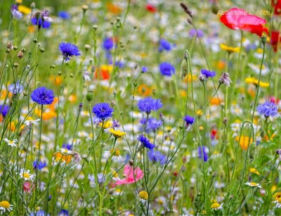 mélange_de_fleurs_tapis_médiéval_mittelalterlicher_blumenteppich | © www.adobe.stock.com Blumensamen "Mittelalterliche Teppichmischung" | © www.adobe.stock.com