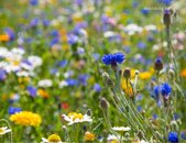 mélange_jachére_fleurie_mischung_aus_bluehenden_brachsamen | © www.adobe.stock.com mélange_jachére_fleurie_mischung_aus_bluehenden_brachsamen | © www.adobe.stock.com