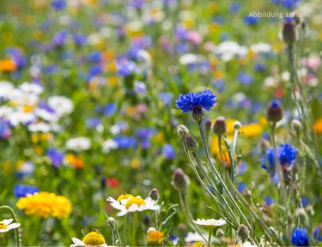 mélange_jachére_fleurie_mischung_aus_bluehenden_brachsamen | © www.adobe.stock.com mélange_jachére_fleurie_mischung_aus_bluehenden_brachsamen | © www.adobe.stock.com