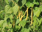 bio buschbohnensamen roi des beurres pflanzen | © stock.adobe.com