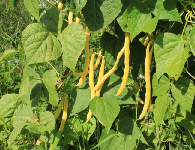 bio buschbohnensamen roi des beurres pflanzen | © stock.adobe.com