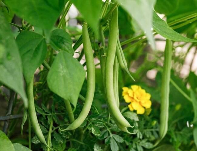 Buschbohnensamen Calypso | © stock.adobe.com
