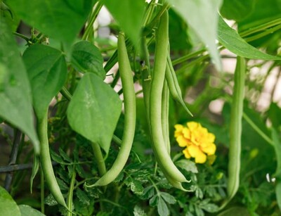 Buschbohnensamen Calypso | © stock.adobe.com