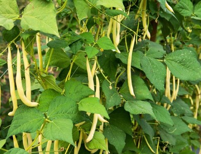 Buschbohnensamen Fructidor Anbau | © stock.adobe.com