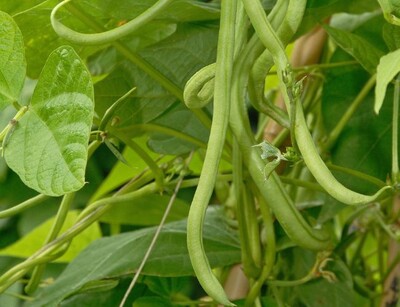 Buschbohnensamen Braimar Pflanze | © stock.adobe.com