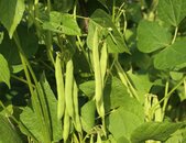 Bio Buschbohnensamen Contender | © stock.adobe.com