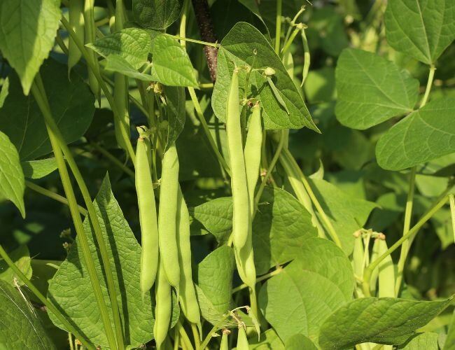 Bio Buschbohnensamen Contender | © stock.adobe.com