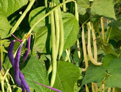 buschbohnensamen mischung castandel Pflanze | © stock.adobe.com