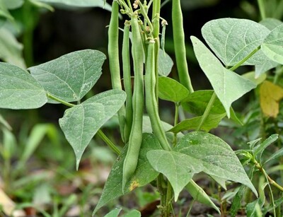 Bio Buschbohnensamen Saxa | © stock.adobe.com