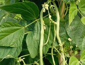 Bio Buschbohnensamen Maxi | © stock.adobe.com