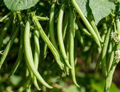 Buschbohnensamen Cogito Pflanze | © stock.adobe.com