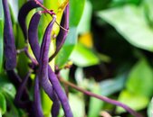 Buschbohnensamen Amethyst Pflanze | © stock.adobe.com