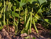 Stangenbohnen Matilda Pflanze | © stock.adobe.com