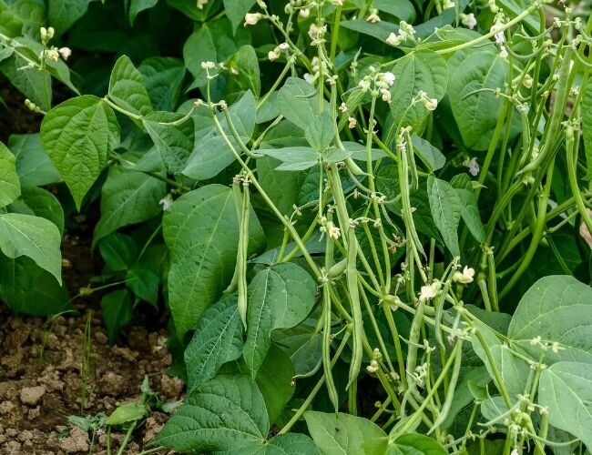 Buschbohnensamen Delinel | © stock.adobe.com