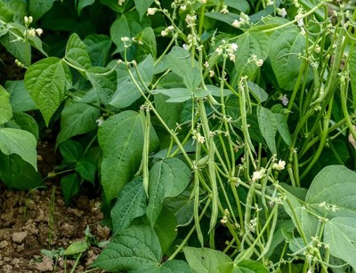 Buschbohnensamen Delinel | © stock.adobe.com