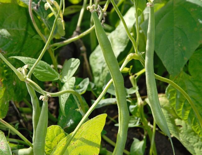 Buschbohnensamen Sansoucy | © stock.adobe.com