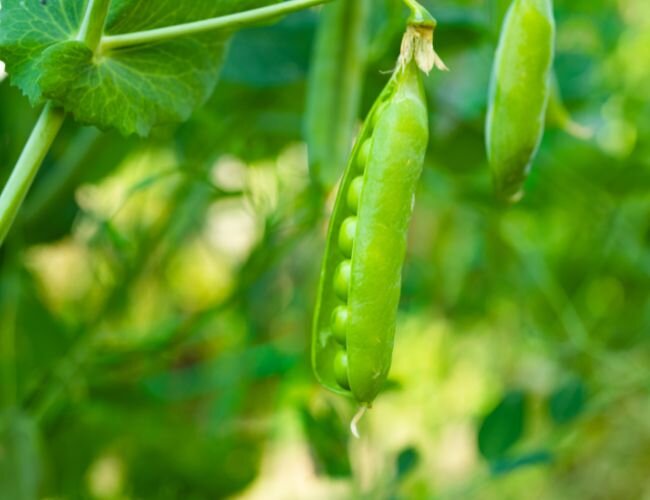 Erbse Karina Bio Pflanze | © stock.adobe.com