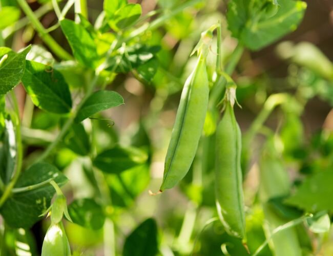 Erbse Primavil Pflanze | © stock.adobe.com