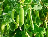 Merveille de Kelvedon | © stock.adobe.com