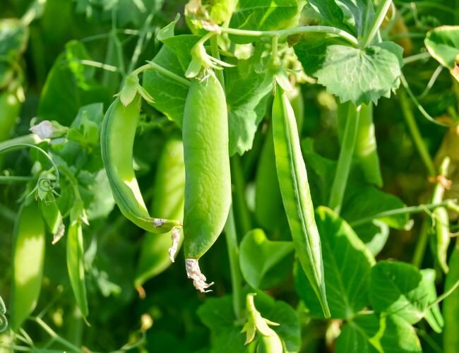 Merveille de Kelvedon | © stock.adobe.com