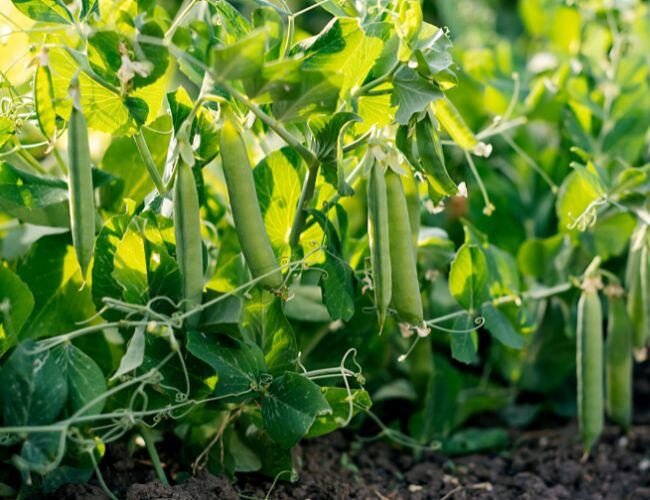 Erbse Petit Provencal Pflanze | © stock.adobe.com