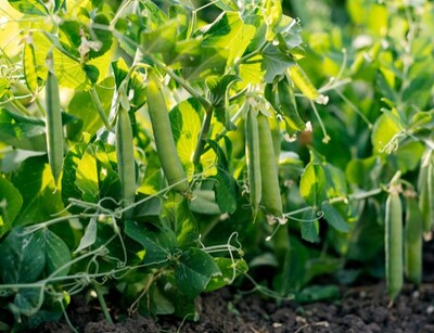 Erbse Petit Provencal Pflanze | © stock.adobe.com