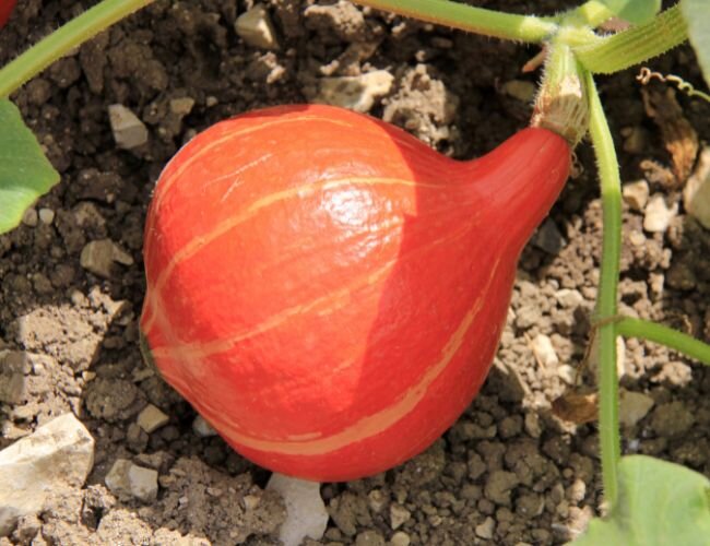 Kürbis uchiki kur pflanzen | © stock.adobe.com