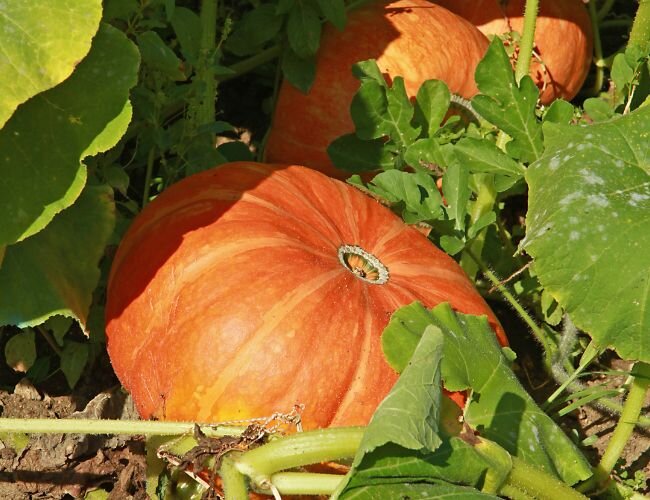 Kürbis Rouge vif d'etampes pflanzen | © stock.adobe.com