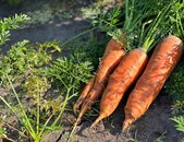 Biokarotte de Colmar à Coeur Rouge 2 | © stock.adobe.com