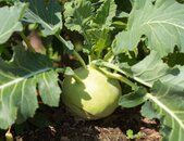 Kohlrabi superschmelzend Pflanze | © stock.adobe.com