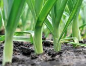 Lauch anpflanzen | © stock.adobe.com