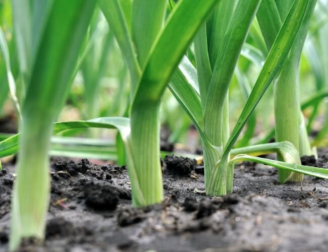 Lauch anpflanzen | © stock.adobe.com