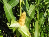 Zuckermais tasty sweet Pflanze  | © stock.adobe.com