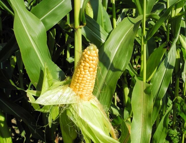 Zuckermais tasty sweet Pflanze  | © stock.adobe.com