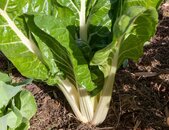 Mangold pflanzen | © stock.adobe.com