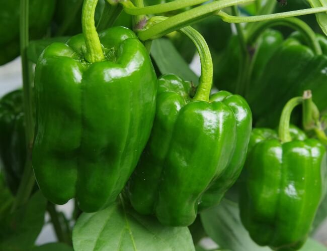 paprikasamen_yolo_wonder | © www.adobe.stock.com paprikasamen_yolo_wonder | © www.adobe.stock.com