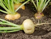 Mairüben Boule d'Or auf der Gartenerde | © stock.adobe.com